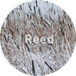 Reed